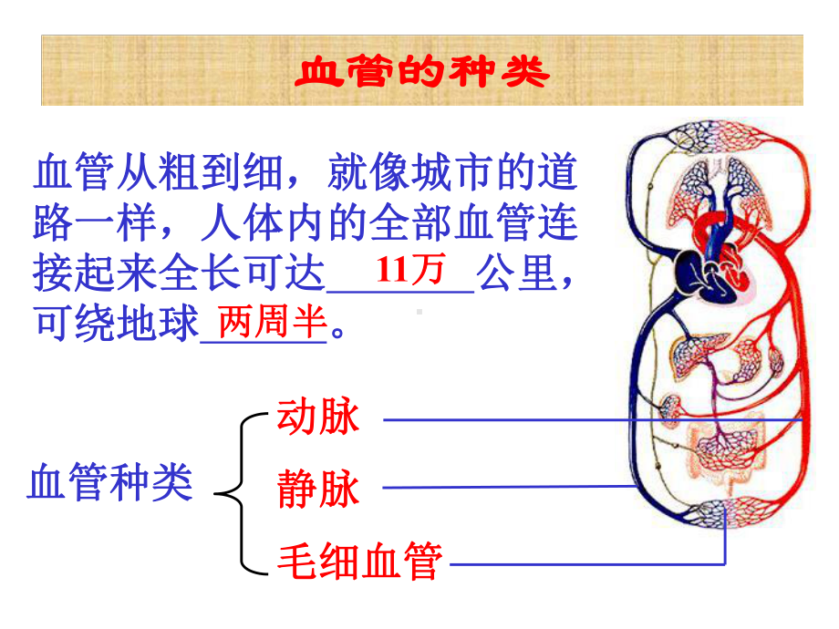 第二节--血流的管道-血管课件.ppt_第3页