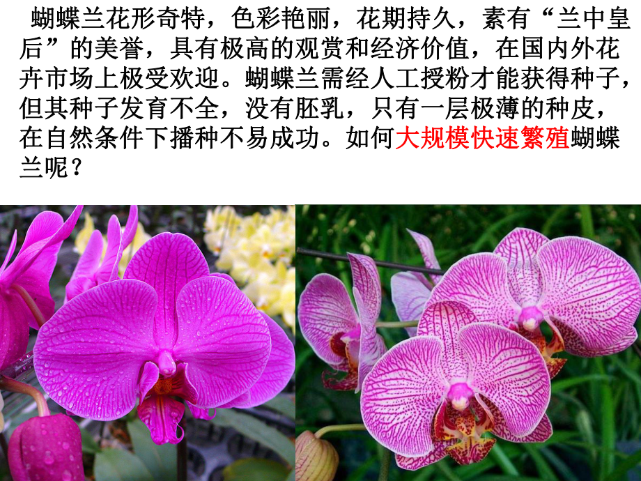 《植物的克隆》课件1.ppt_第1页