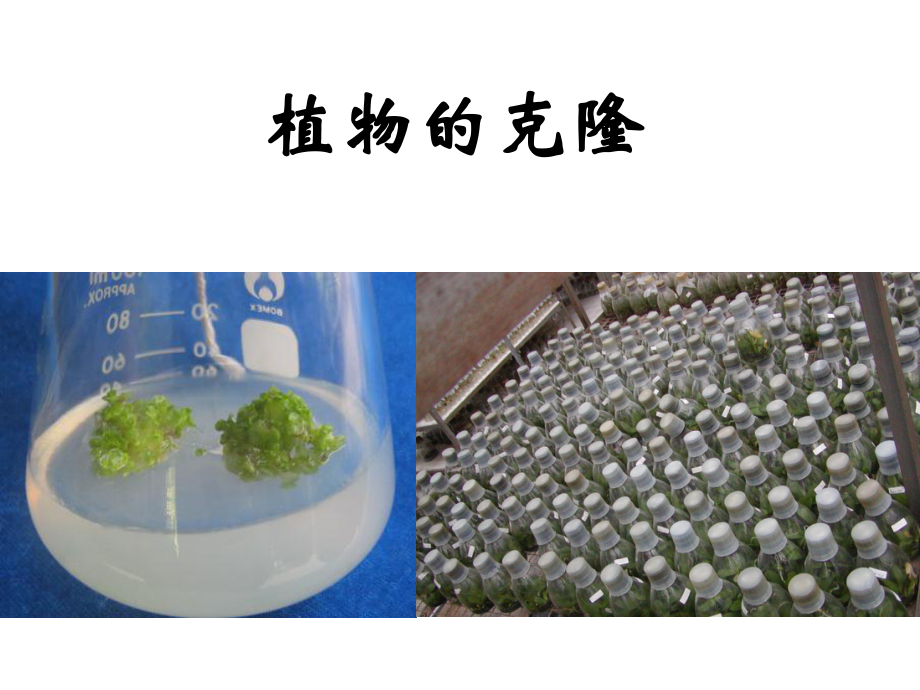 《植物的克隆》课件1.ppt_第2页