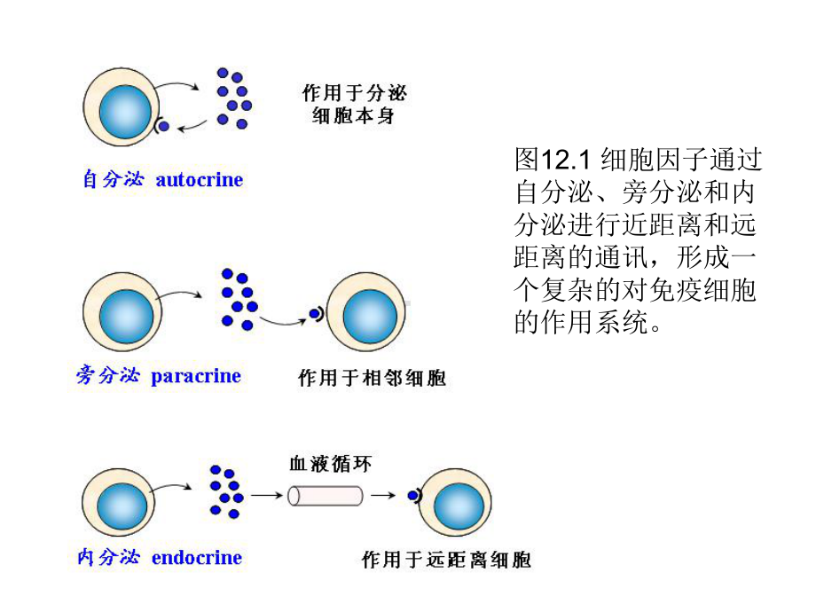 第十二章细胞因子网络炎症与抗炎平衡课件.ppt_第3页