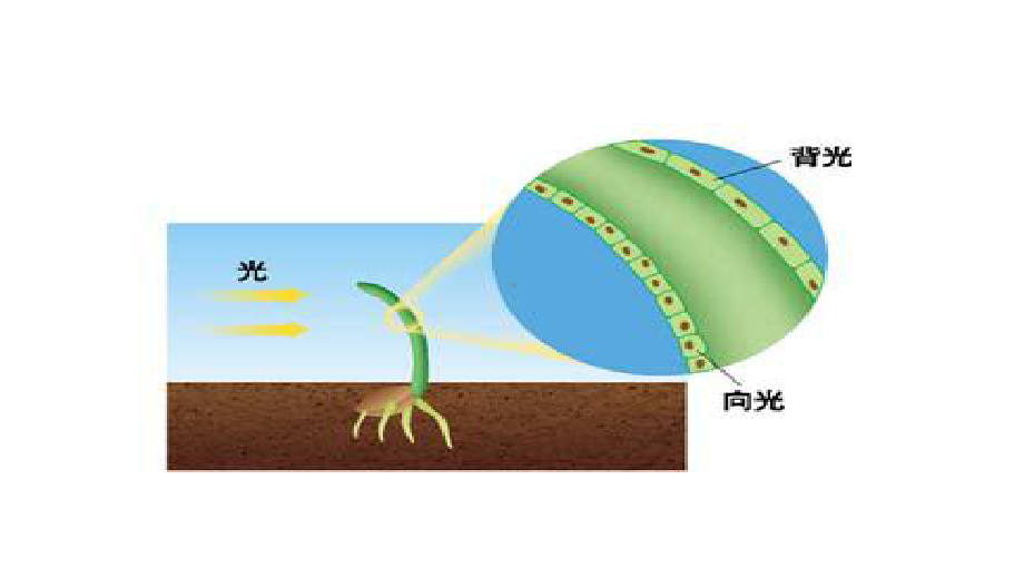 人教版高中生物必修第节生长素的生理作用课件.ppt_第2页