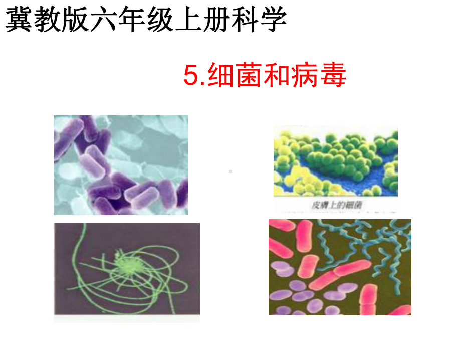 （冀教版）科学六年级上册第5课《细菌和病毒》课件1.ppt_第1页