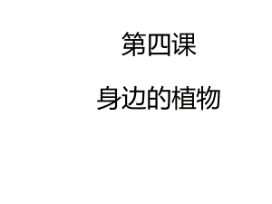 一年级上册科学课件第四课身边的植物冀教版(共25张).ppt