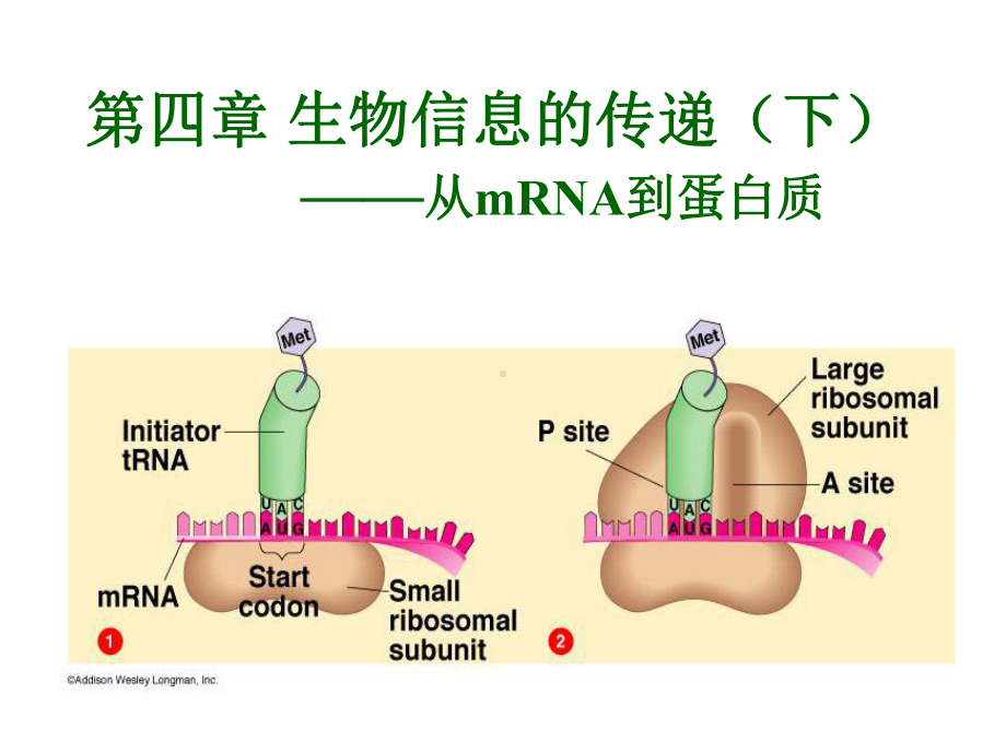 第四章：mRNA到蛋白质课件.ppt_第1页