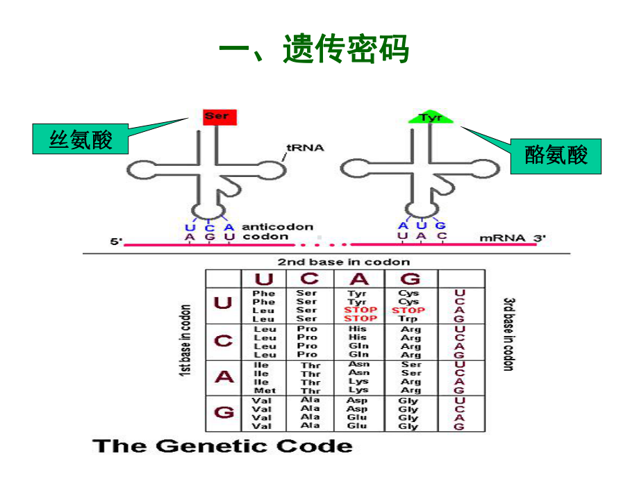 第四章：mRNA到蛋白质课件.ppt_第3页