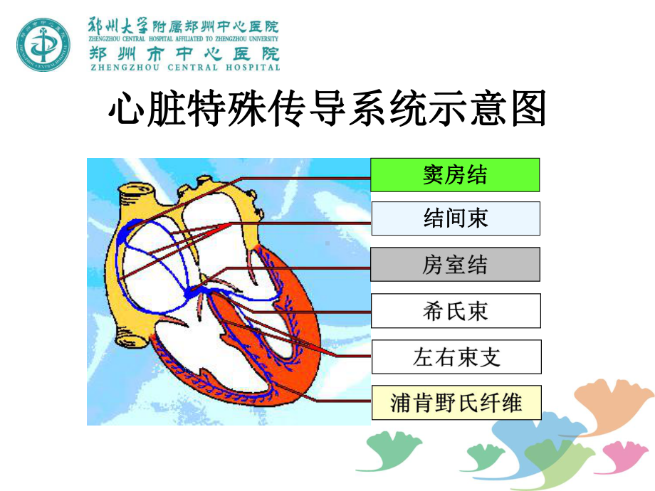 第二讲窦性心律课件.ppt_第2页