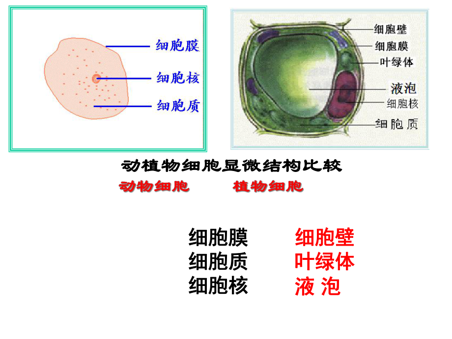 七年级科学上册43组织、器官和系统(第1课时)课件(新.ppt_第2页