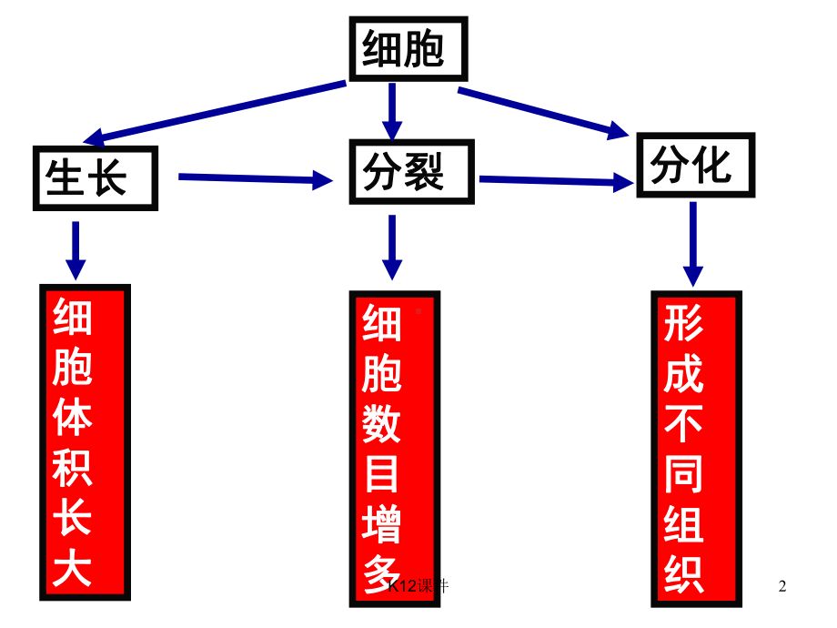 七年级生物上册223《植物体的结构层次》课件3(新版)新人教版.ppt_第2页