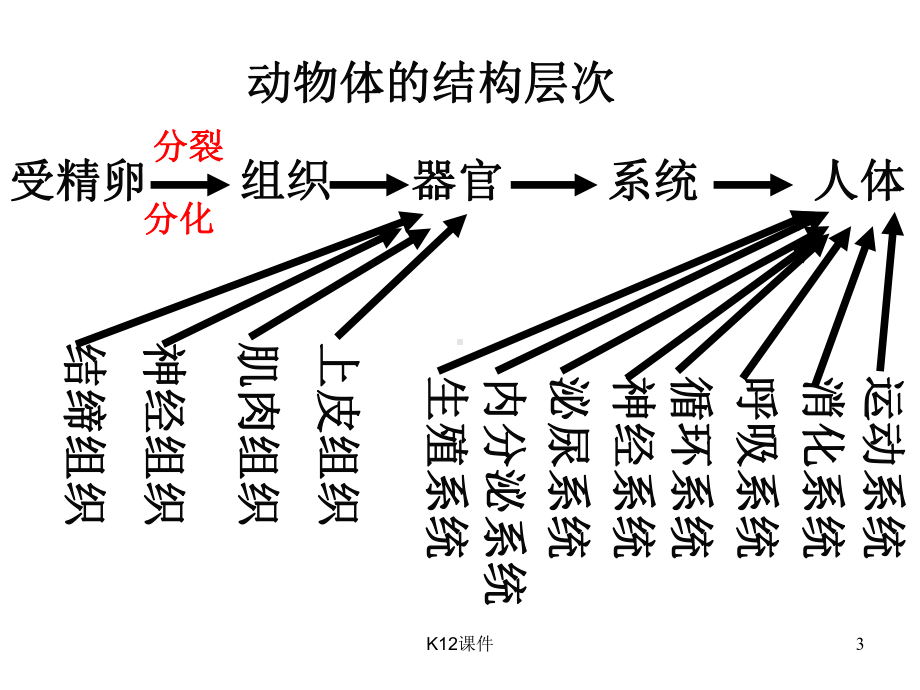 七年级生物上册223《植物体的结构层次》课件3(新版)新人教版.ppt_第3页