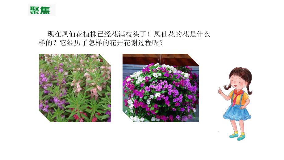 （新教材）教科版四年级下册科学：15凤仙花开花课件.pptx_第3页