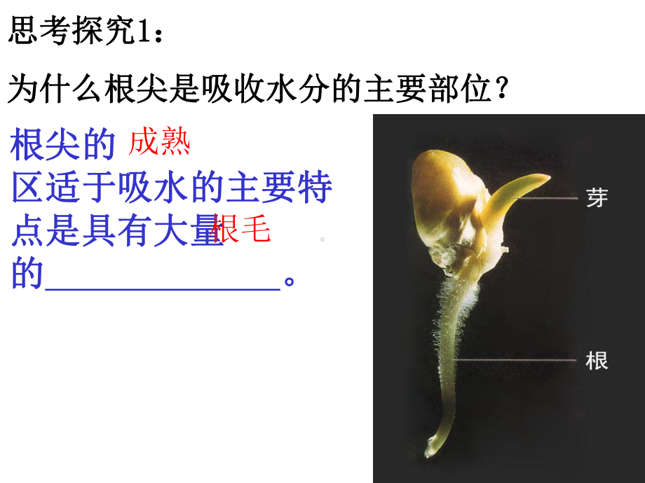 七年级生物上册教学课件：绿色植物与生物圈的水循环(共34张).ppt_第3页