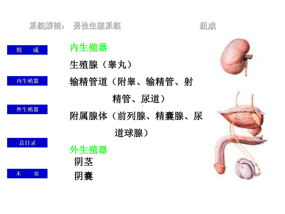 中小学初中学生性教育之男生篇主题班会教育课件.ppt_第3页