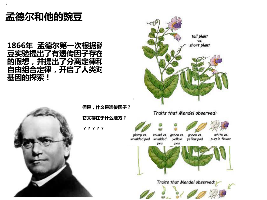 （新教材生物）《基因在染色体上》1课件.ppt_第3页