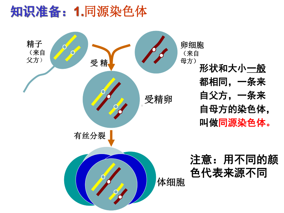 [人教版]《减数分裂和受精作用》下载1课件.ppt_第2页