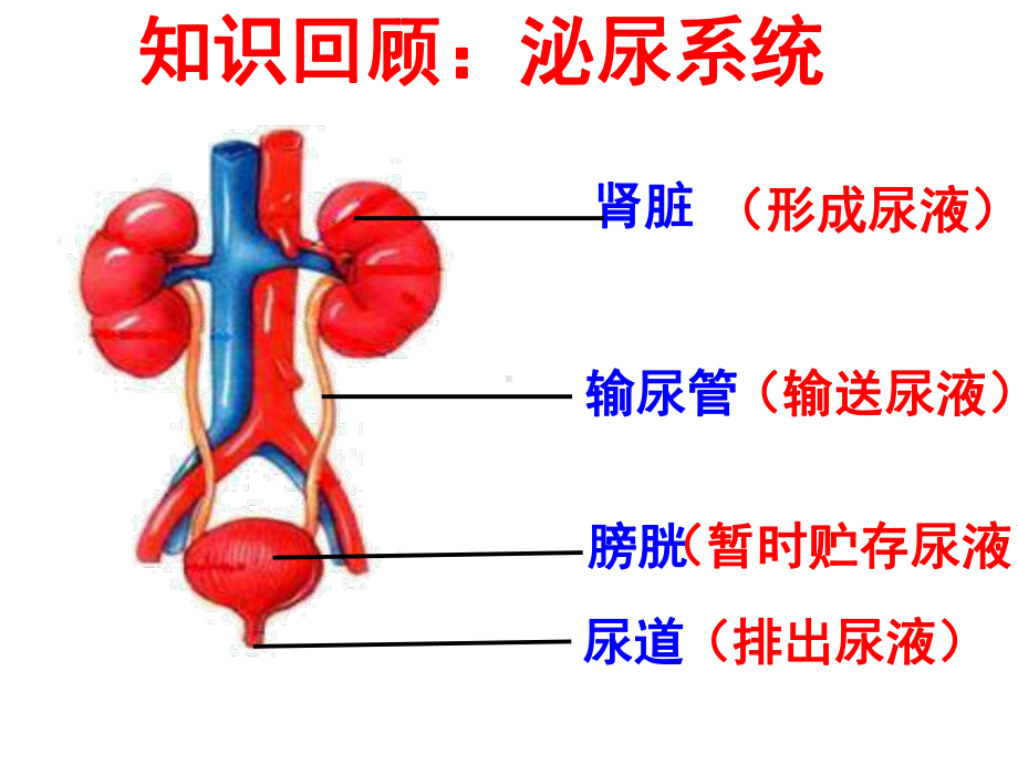 《人体内废物的排出》课件.ppt_第3页