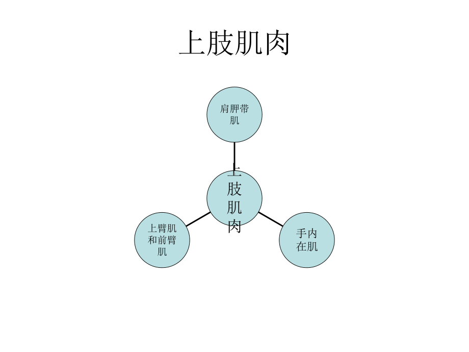 上肢肌肉解剖课件.ppt_第3页