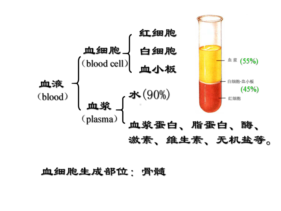 《组织学与胚胎学》课件-血液(人卫版).ppt_第2页