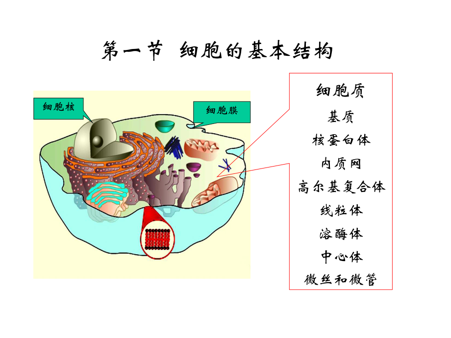 第二章细胞的基本功能人体解剖生理学课件.ppt_第2页