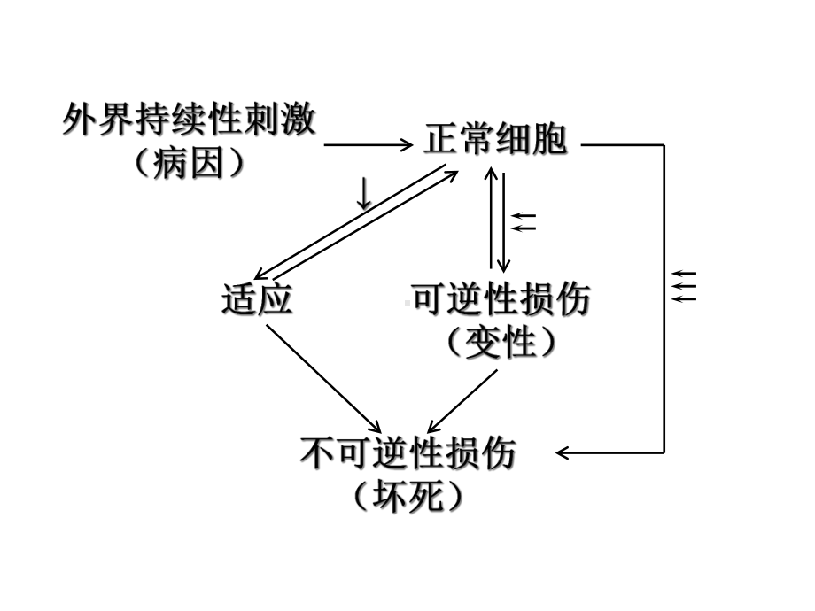 第一章细胞和组织的适应、损伤与修复课件.ppt_第2页