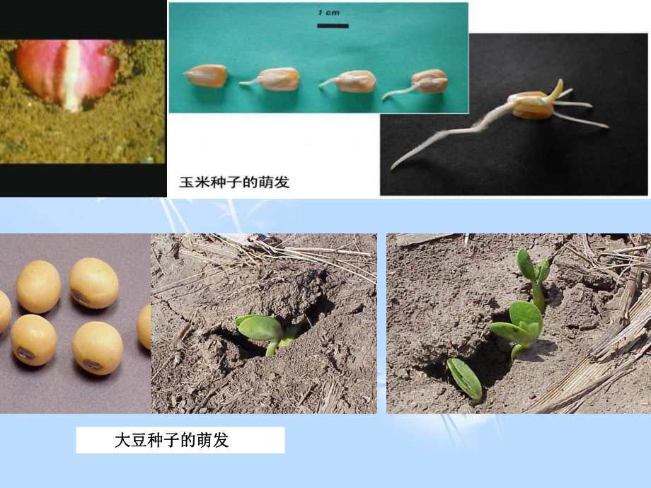 第二节植株的生长课件.ppt_第2页