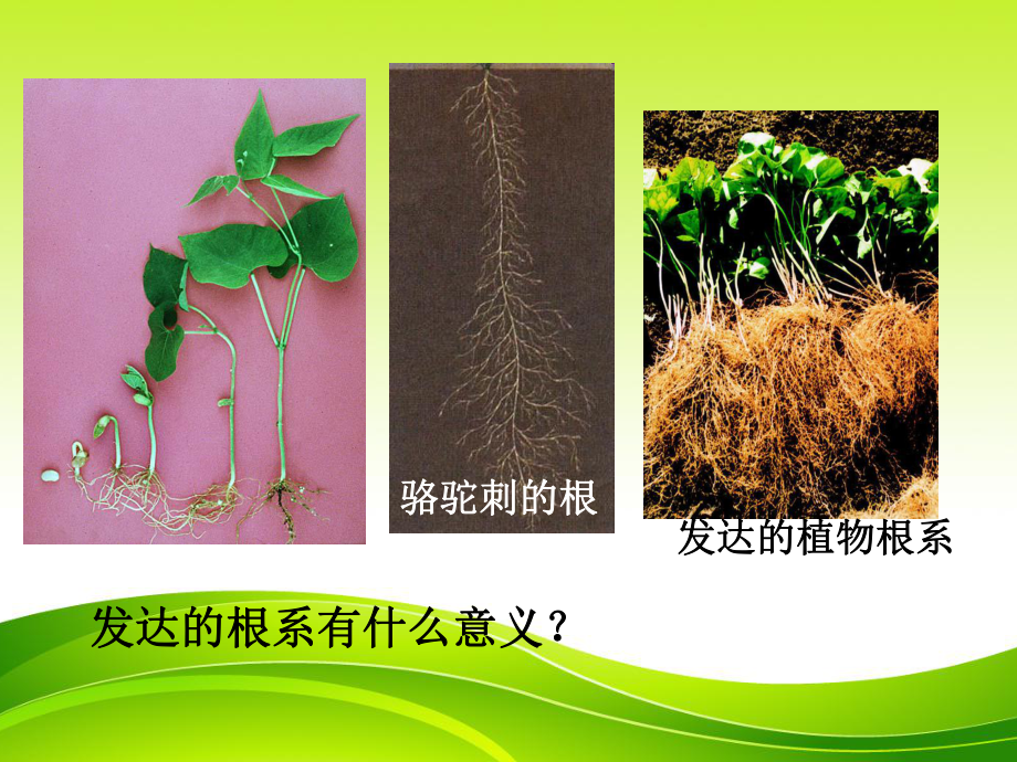 第二节植株的生长课件.ppt_第3页