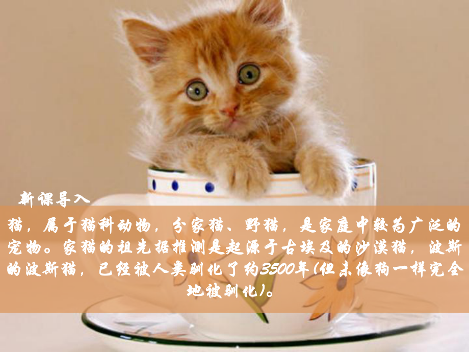 七年级上册猫优质课课件.ppt_第3页