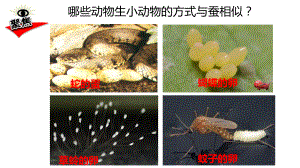 （新教材）教科版三年级下册科学：27动物的繁殖教学课件.ppt