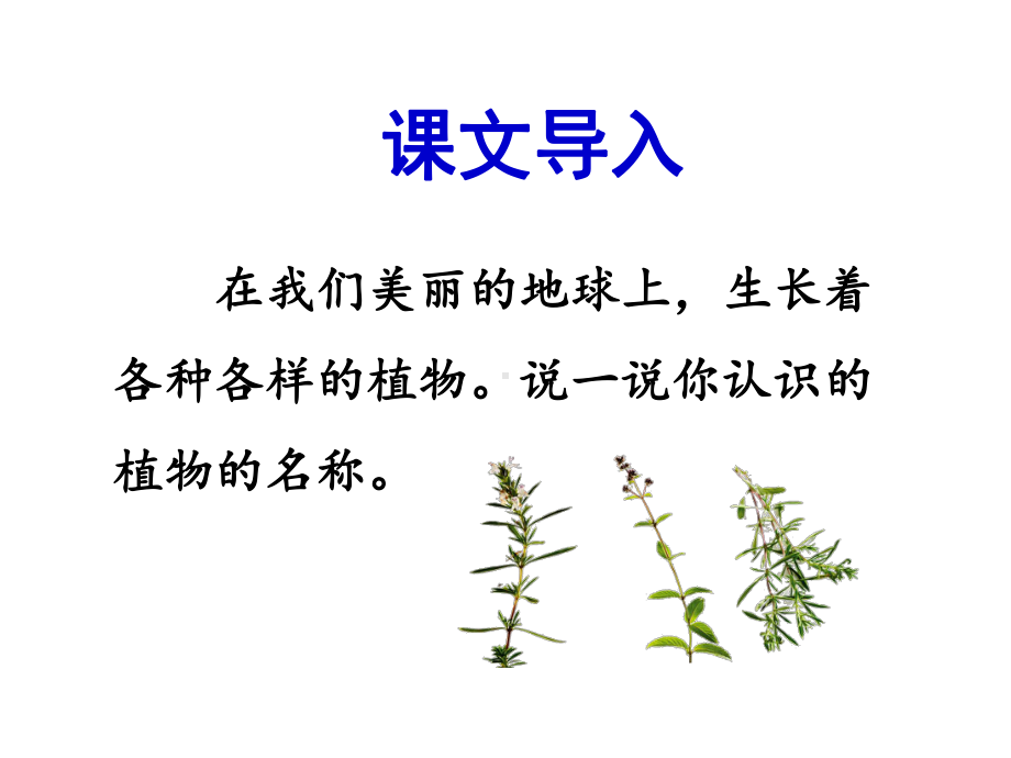 《奇异的植物世界》课件1优质公开课语文S版三下.ppt_第2页