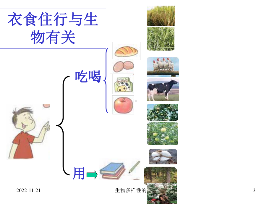 （教科版）科学六年级上册《生物多样性的意义》课件.ppt_第3页