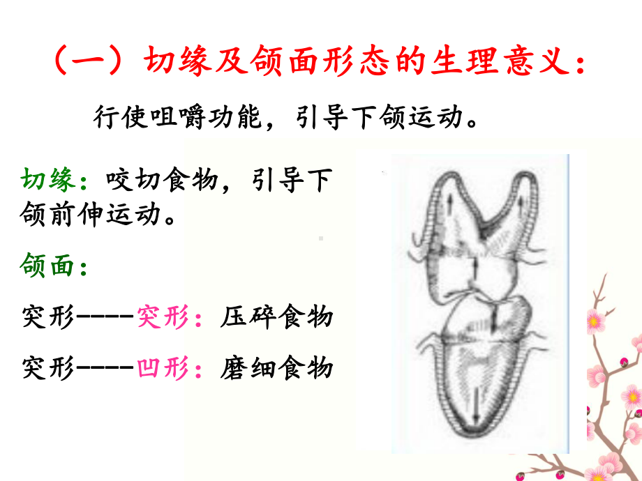 第三章口腔生理课件.ppt_第3页