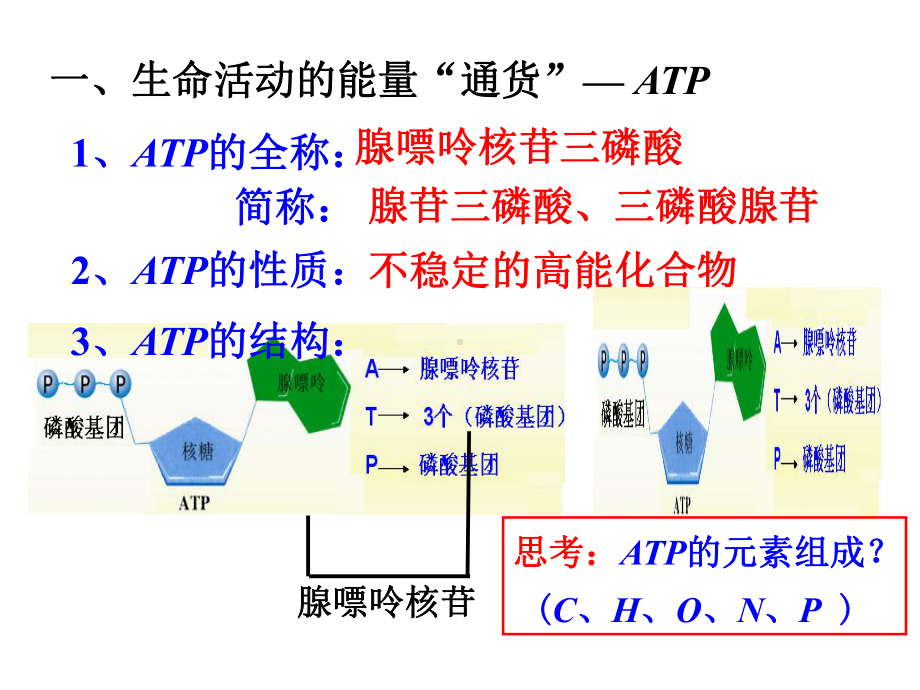 《生命活动的能量“通货”-ATP》课件1.ppt_第3页