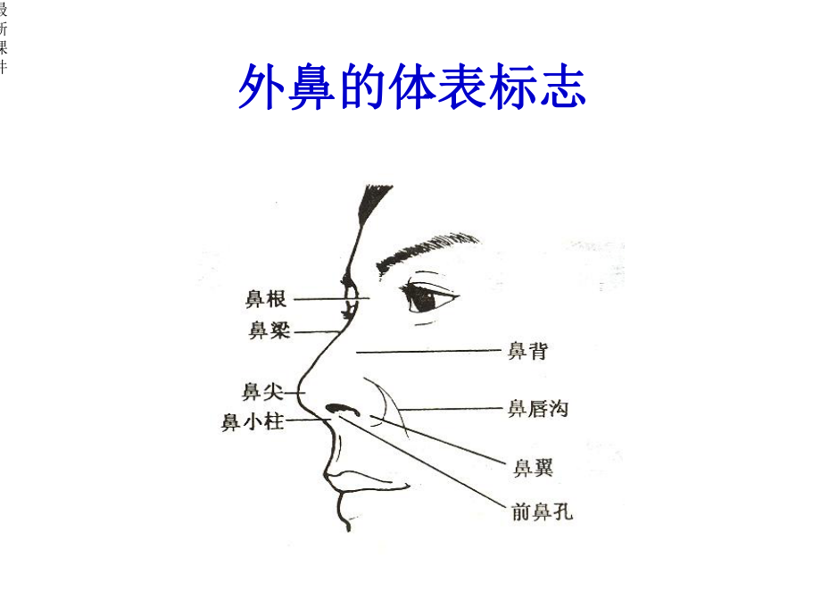 鼻的应用解剖及生理课件.ppt_第3页