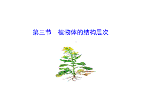 七年级生物上册(人教版)第三节植物体的结构层次3课件.ppt