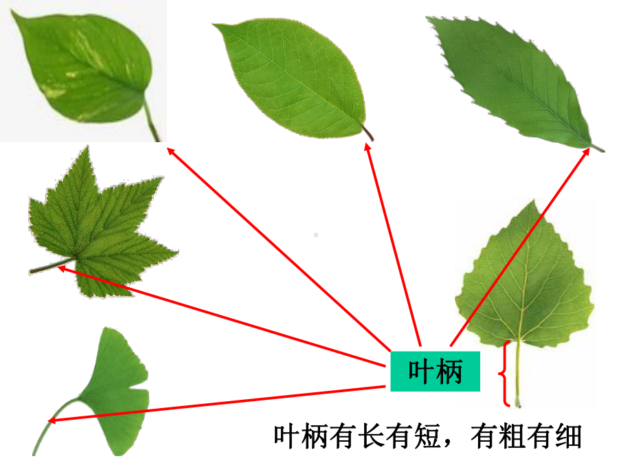 （教科版）科学三年级上册15《植物的叶》课件4.ppt_第2页