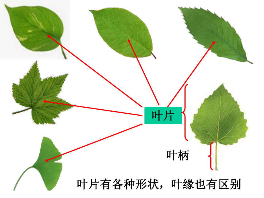 （教科版）科学三年级上册15《植物的叶》课件4.ppt_第3页