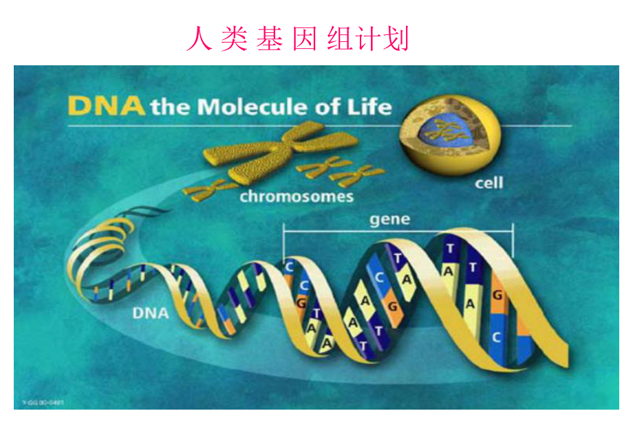 第十章基因组学、蛋白质组学和生物信息学课件.pptx_第3页