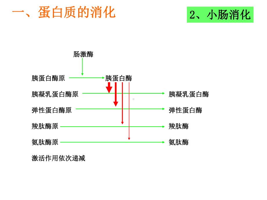 第十一章蛋白质降解及氨基酸代谢课件.ppt_第2页