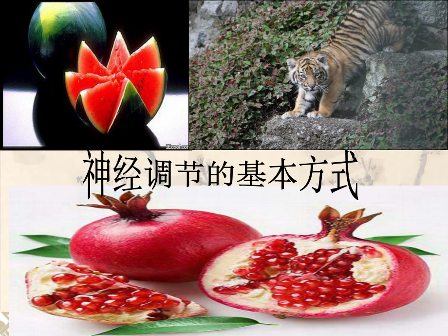 第六章第三节《神经调节的基本方式》课件.pptx_第1页