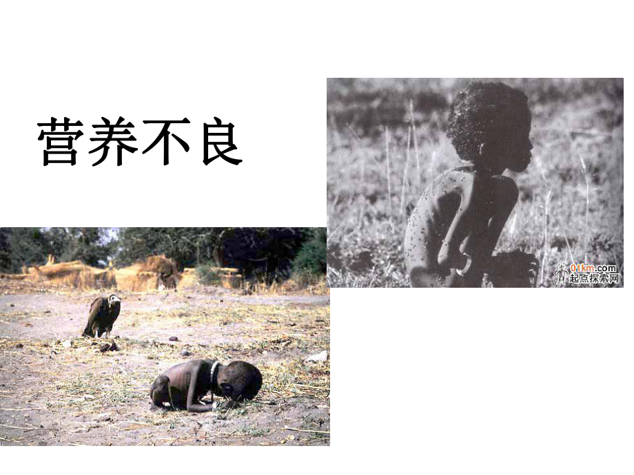 七年级生物上册《合理的膳食》王学莲课件.ppt_第2页