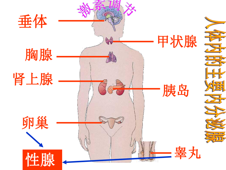 《人体生命活动的调节》复习课件共张共张.ppt_第2页