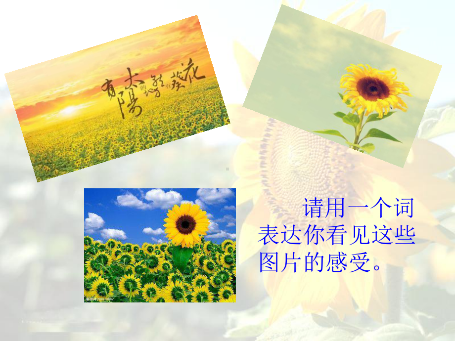 《葵花之最》课件优质公开课冀教六下.ppt_第1页