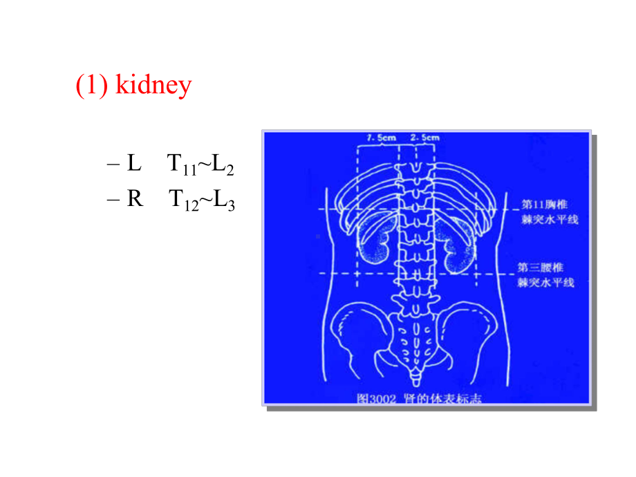 （医学课件）肾病总论(英语)张玖强.pptx_第3页