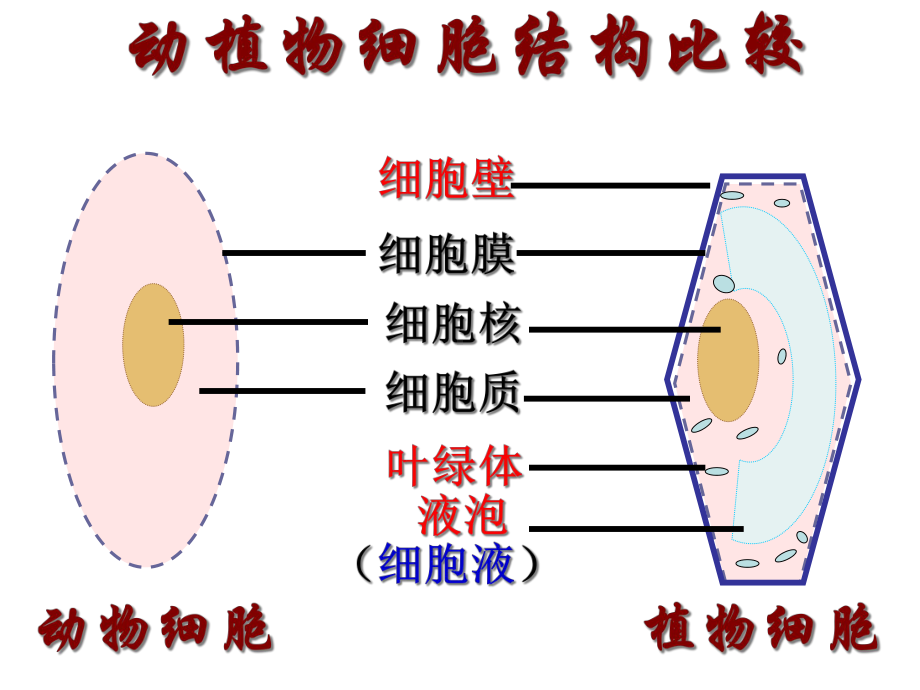 《细胞的生活》-课件.ppt_第3页