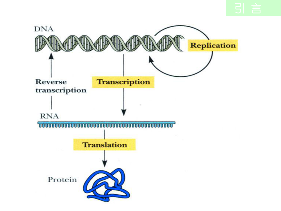 第十一章蛋白质的生物合成课件.ppt_第2页