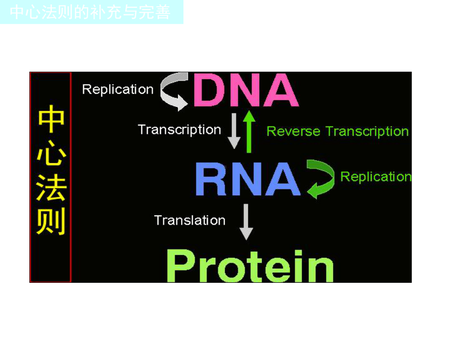 第十一章蛋白质的生物合成课件.ppt_第3页