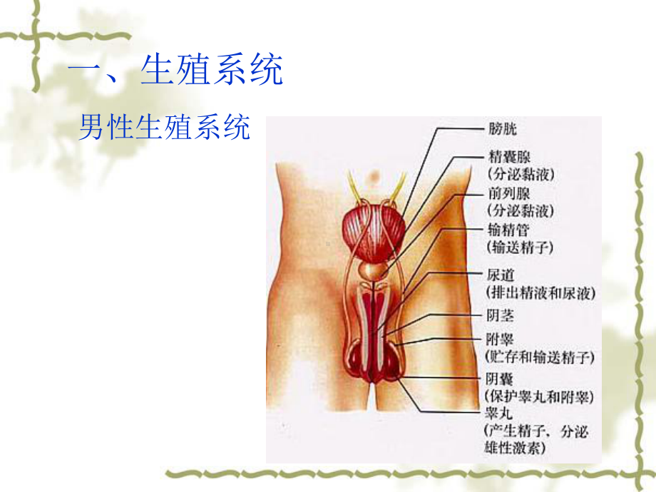 鲁科版七年级生物上册《第二节人的生殖》课件.ppt_第3页