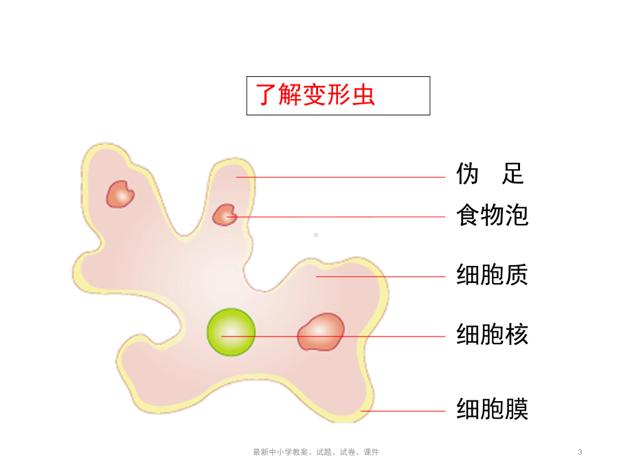 七年级生物上册32细胞是生命活动的单位优教课件北师大版.ppt_第3页