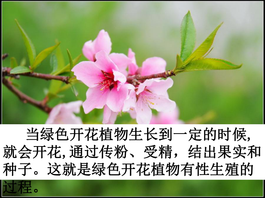 《第三节绿色开花植物的生殖和发育》课件.ppt_第2页