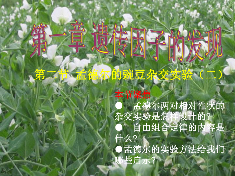 第二节孟德尔豌豆杂交实验(二)课件.ppt_第2页