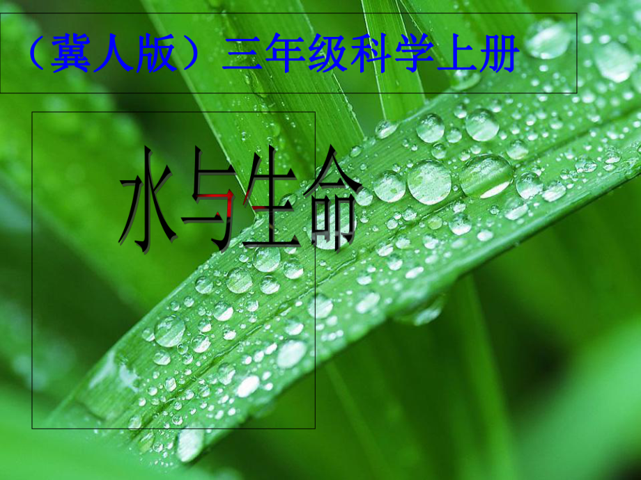 三年级上册科学课件8《水与生命》｜冀教版(共19张).ppt_第1页